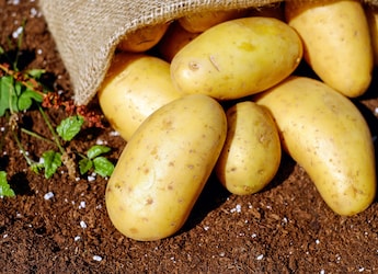 These Simple Habits Can Stop Potatoes From Sprouting Early And Last Longer