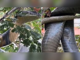 12 फीट लंबे किंग कोबरा ने अजगर को निगला, रेस्क्यू में उगल दिया शिकार, जानें सांप दिखाई दे, तो आप क्या करेंगे?