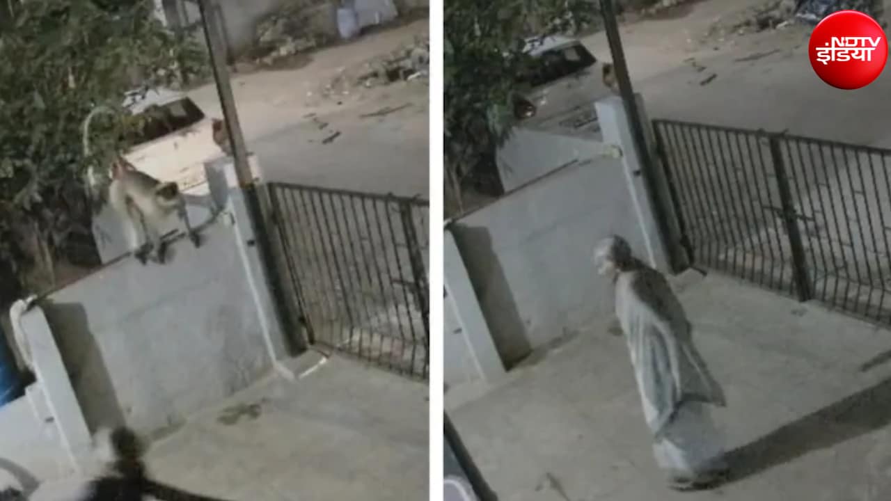 लंगूर ने मारा धक्का, आंगन में धड़ाम से गिरी महिला की मौत, Video आया सामने