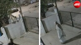 लंगूर ने मारा धक्का, आंगन में धड़ाम से गिरी महिला की मौत, Video आया सामने