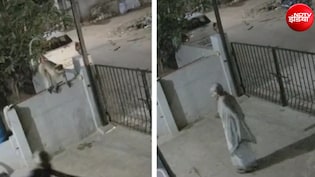 लंगूर ने मारा धक्का, आंगन में धड़ाम से गिरी महिला की मौत, Video आया सामने