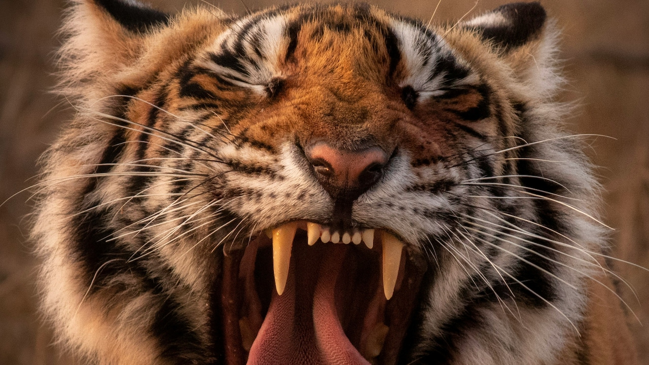Man-Eating Tiger Sparks Panic In Gadchiroli Villages After Repeated Livestock Attacks