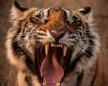 Man-Eating Tiger Sparks Panic In Gadchiroli Villages After Repeated Livestock Attacks