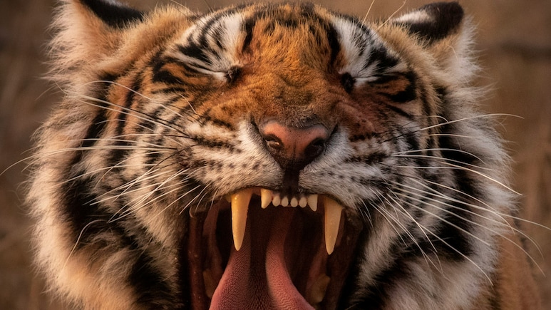 Man-Eating Tiger Sparks Panic In Gadchiroli Villages After Repeated Livestock Attacks