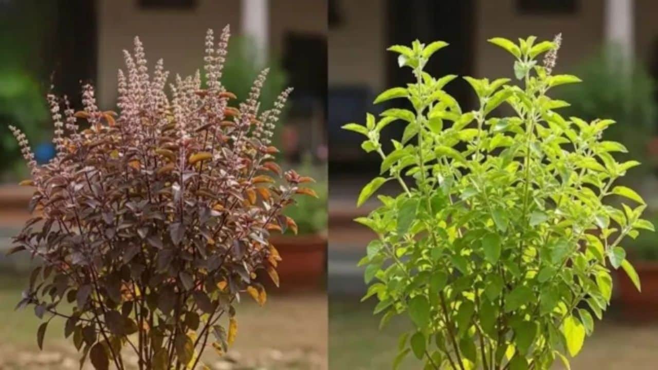 तुलसी बार-बार मुरझा जाती है तो क्या करें? गार्डनिंग एक्सपर्ट ने बताया तुलसी के पौधे को सालभर हरा और घना कैसे रखें