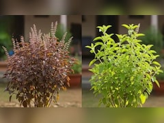 तुलसी बार-बार मुरझा जाती है तो क्या करें? गार्डनिंग एक्सपर्ट ने बताया तुलसी के पौधे को सालभर हरा और घना कैसे रखें