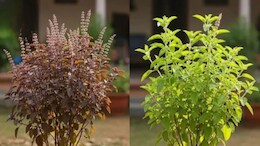 तुलसी बार-बार मुरझा जाती है तो क्या करें? गार्डनिंग एक्सपर्ट ने बताया तुलसी के पौधे को सालभर हरा और घना कैसे रखें