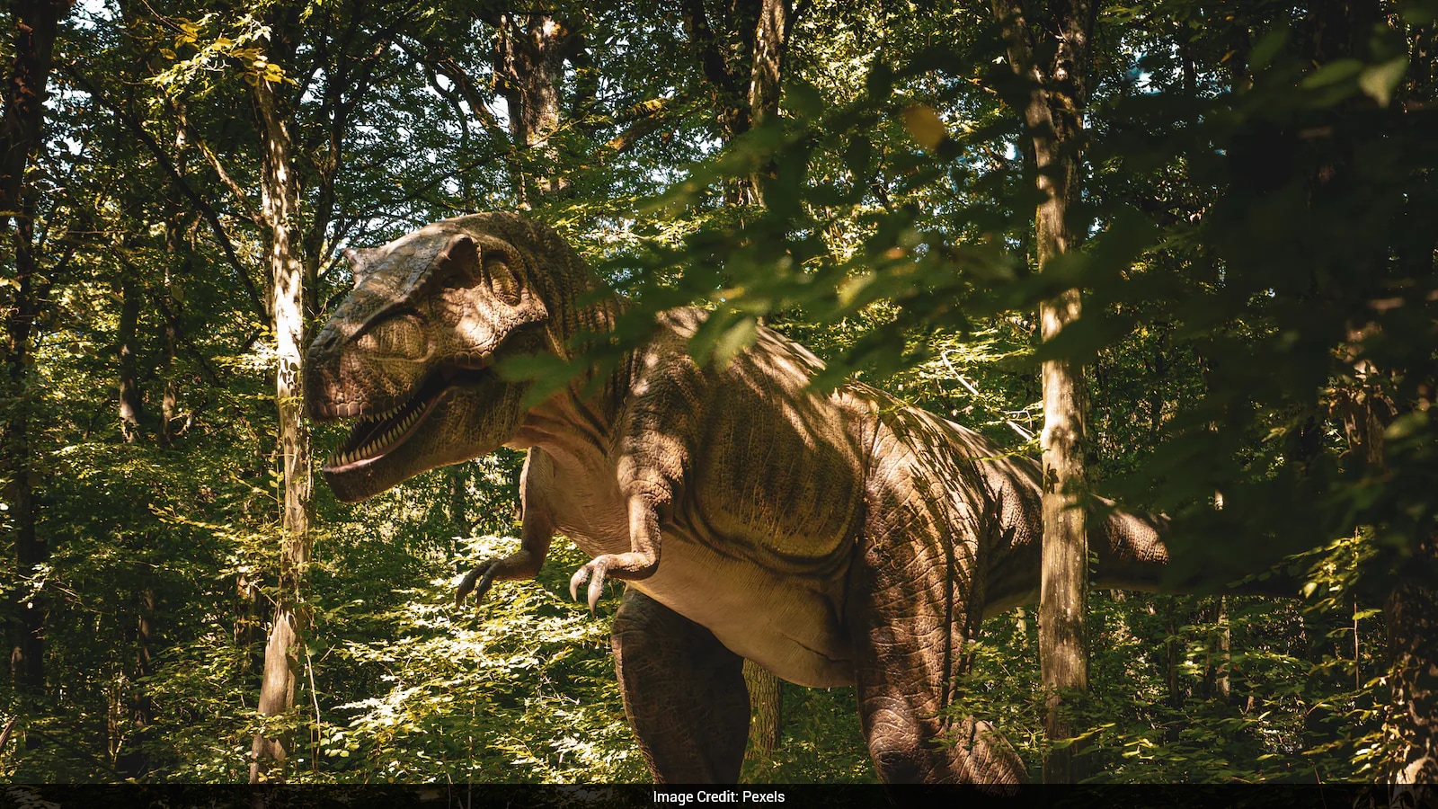 Study Reveals New Details About Death Of Largest T Rex Ever Discovered - NDTV image