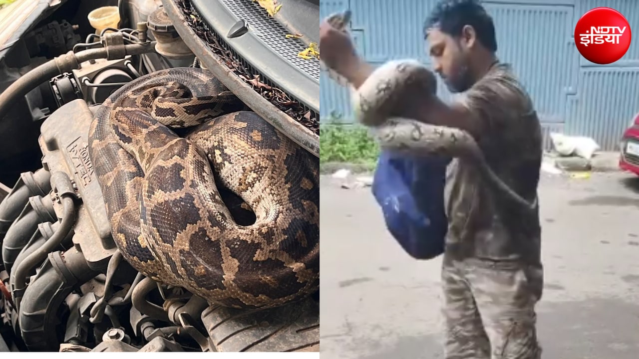 कार के इंजन में कुंडली मारकर बैठा था 7 फीट लंबा अजगर! बोनट खोलते ही उड़े होश, देखें रेस्क्यू Video