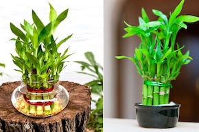 Lucky Bamboo के पौधे को सूखने से कैसे बचाएं? गार्डनिंग एक्सपर्ट ने बताया इसे हरा-भरा रखने का आसान तरीका