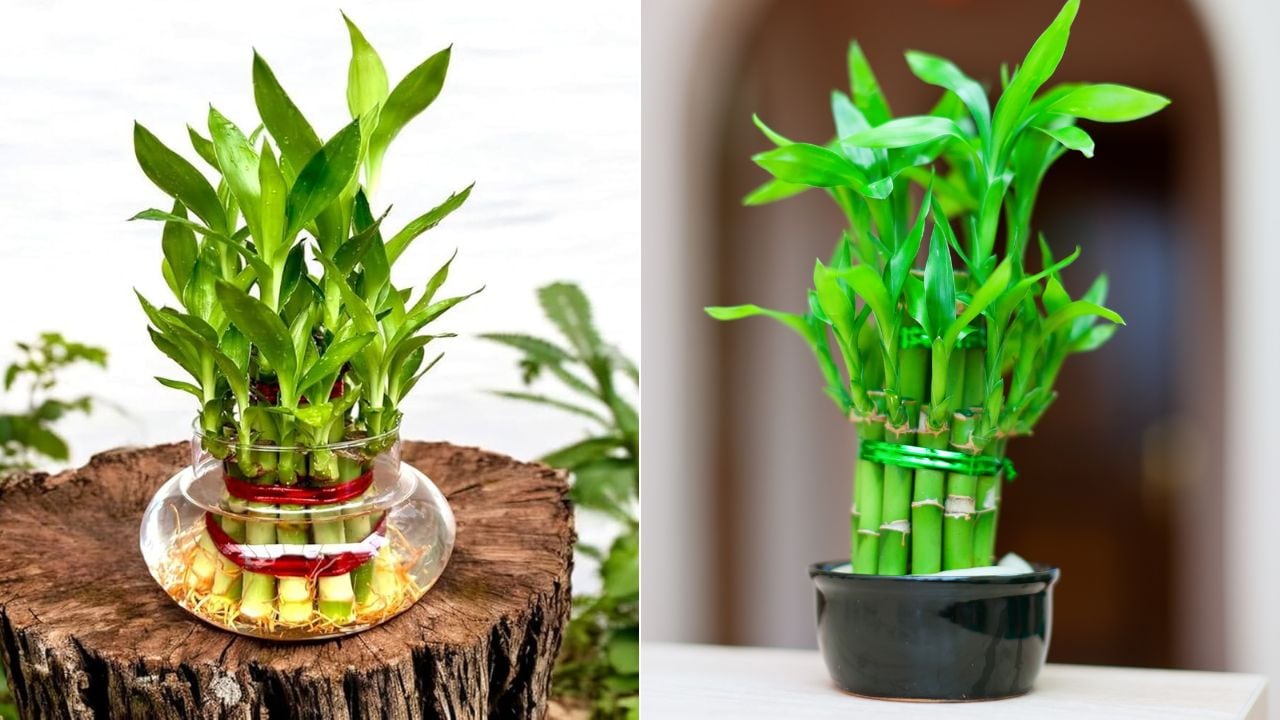Lucky Bamboo के पौधे को सूखने से कैसे बचाएं? गार्डनिंग एक्सपर्ट ने बताया इसे हरा-भरा रखने का आसान तरीका