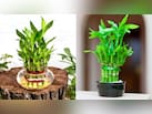 Lucky Bamboo के पौधे को सूखने से कैसे बचाएं? गार्डनिंग एक्सपर्ट ने बताया इसे हरा-भरा रखने का आसान तरीका