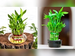 Lucky Bamboo के पौधे को सूखने से कैसे बचाएं? गार्डनिंग एक्सपर्ट ने बताया इसे हरा-भरा रखने का आसान तरीका