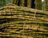 Govt Cuts Sugar Stock Holding Limit On Dealers As Retail Prices Stay Elevated
