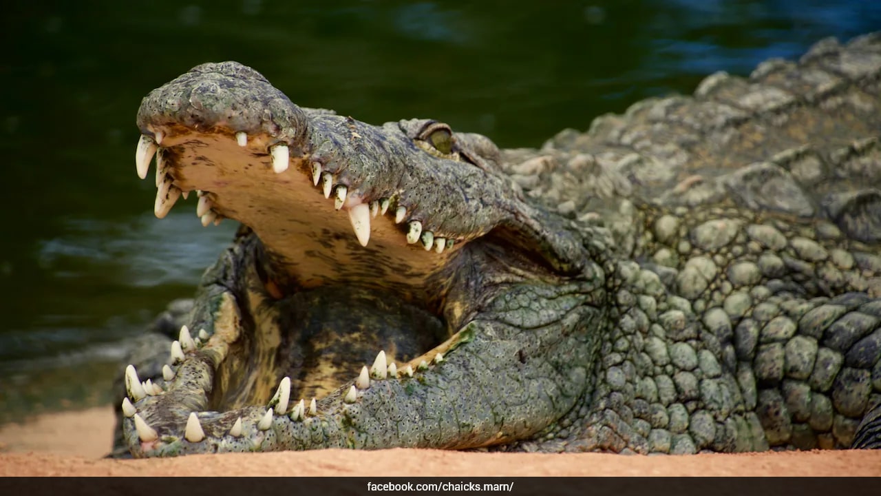 Worker Dragged Into Water, Killed By Crocodile At Papua New Guinea Wildlife Park