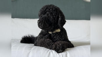 'A Force of Nature': Barack Obama Pays Heartfelt Tribute Following Death Of Family Dog Sunny