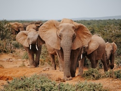 Poacher Hunting Animals In Kruger National Park Killed After Encounter With Elephant Herd