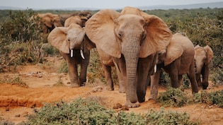Poacher Hunting Animals In Kruger National Park Killed After Encounter With Elephant Herd