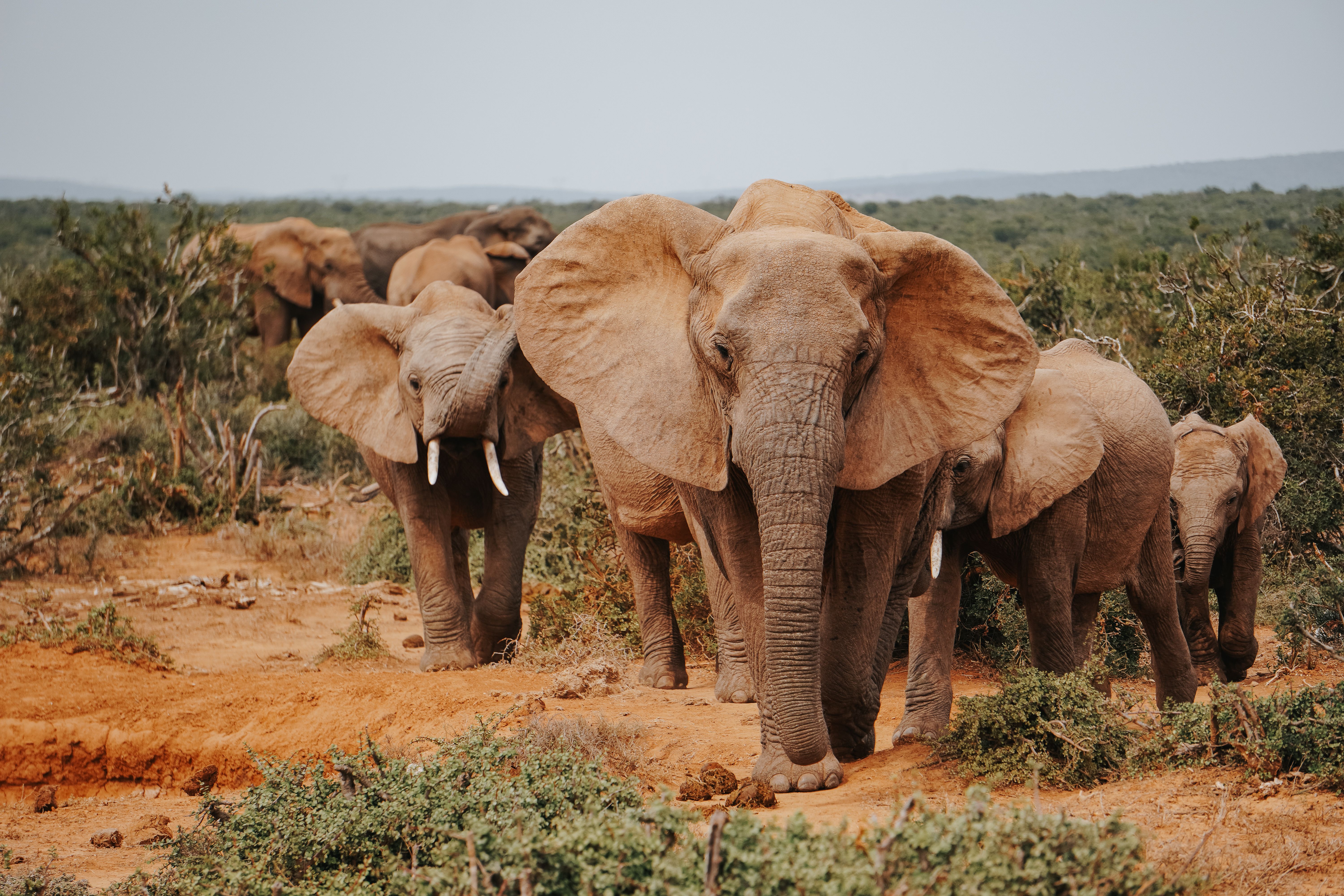 Poacher Hunting Animals In Kruger National Park Killed After Encounter With Elephant Herd