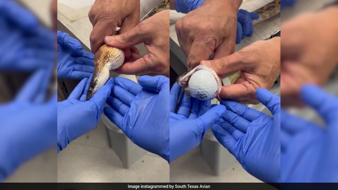Video: Snake Swallows 3 Golf Balls, US Veterinarians Pull Off Incredible Rescue Without Surgery