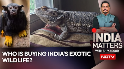 Who Is Buying India's Exotic Wildlife?