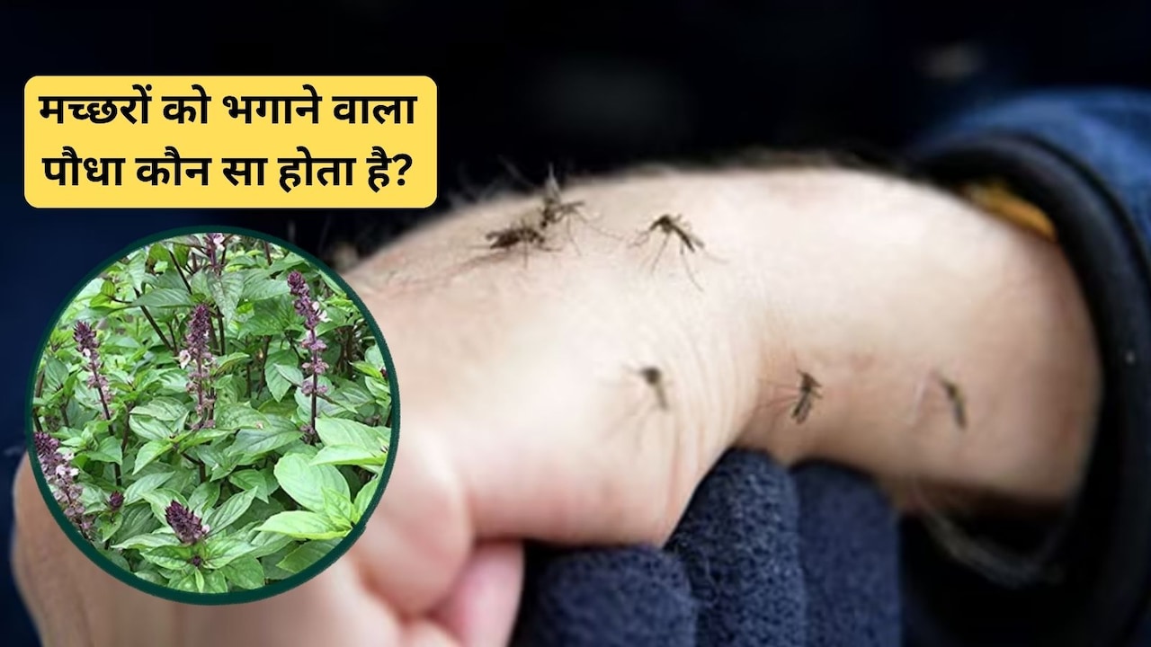 मच्छर किस गंध से सबसे ज्यादा नफरत करते हैं? घर पर लगाएं यह हरा पौधा, बच्‍चे से दूर भागेगा मॉस्‍क‍िटो