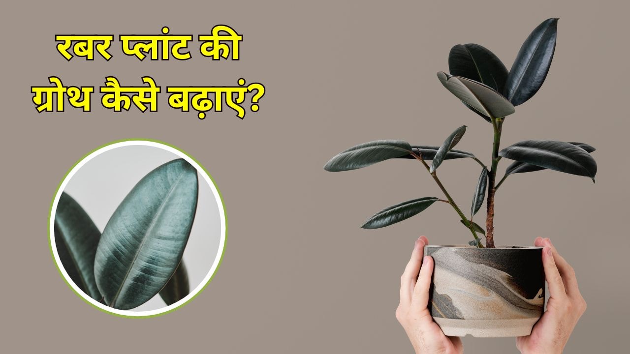 Rubber Plant की पत्तियों को बड़ा और चमकदार कैसे बनाएं? गार्डिंग एक्सपर्ट ने बताया रबर प्लांट की ग्रोथ रुक जाए तो क्या करें