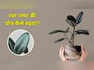 Rubber Plant की पत्तियों को बड़ा और चमकदार कैसे बनाएं? रबर प्लांट की ग्रोथ रुक जाए तो क्या करें