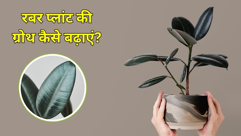 Rubber Plant की पत्तियों को बड़ा और चमकदार कैसे बनाएं? गार्डिंग एक्सपर्ट ने बताया रबर प्लांट की ग्रोथ रुक जाए तो क्या करें