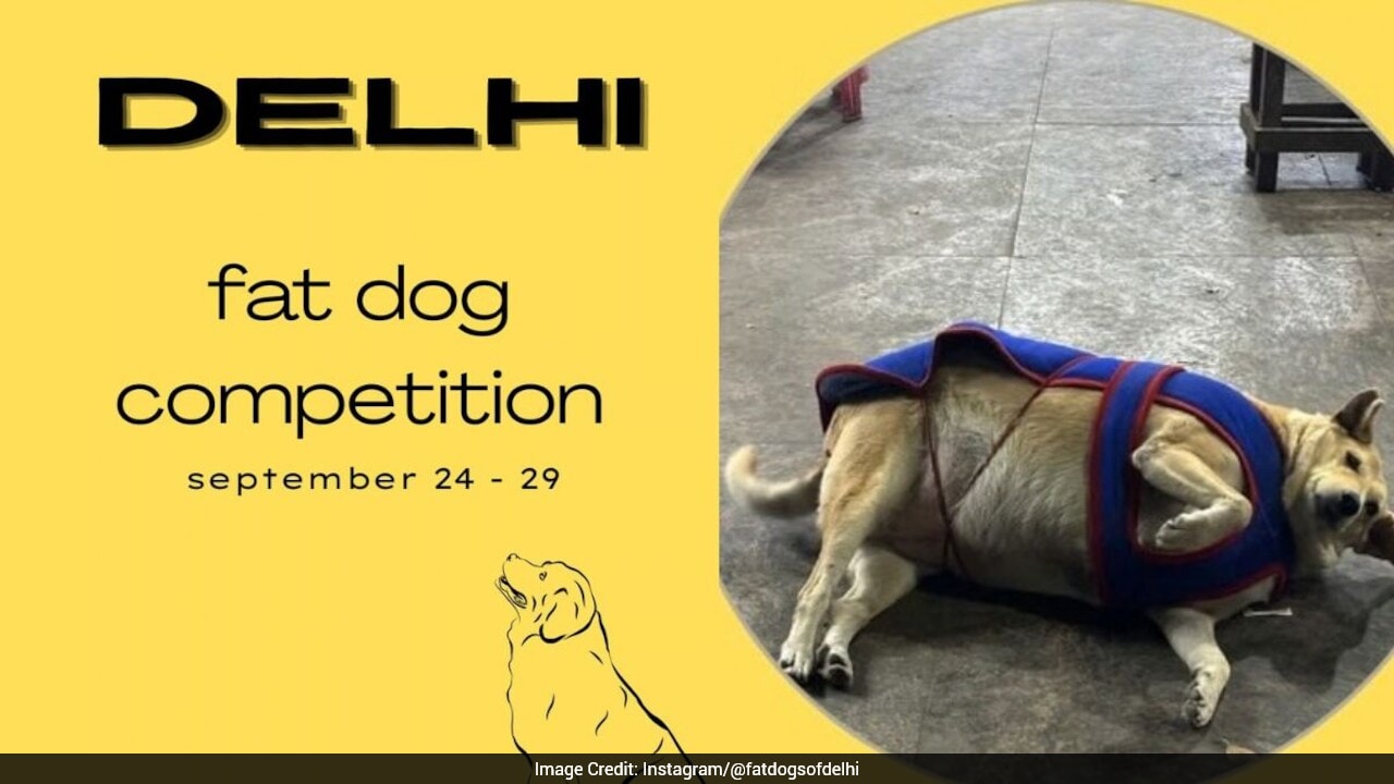 Delhi In Election Mode: Instagram Poll To Pick City's 'Fattest Dog' Goes Viral