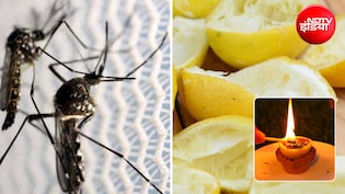 DIY Repellent: घर में बहुत आते हैं मच्छर और कीड़े? मात्र 5 रुपये में बनाएं मच्छरों को भगाने का घरेलू नुस्खा, जानिए तरीका
