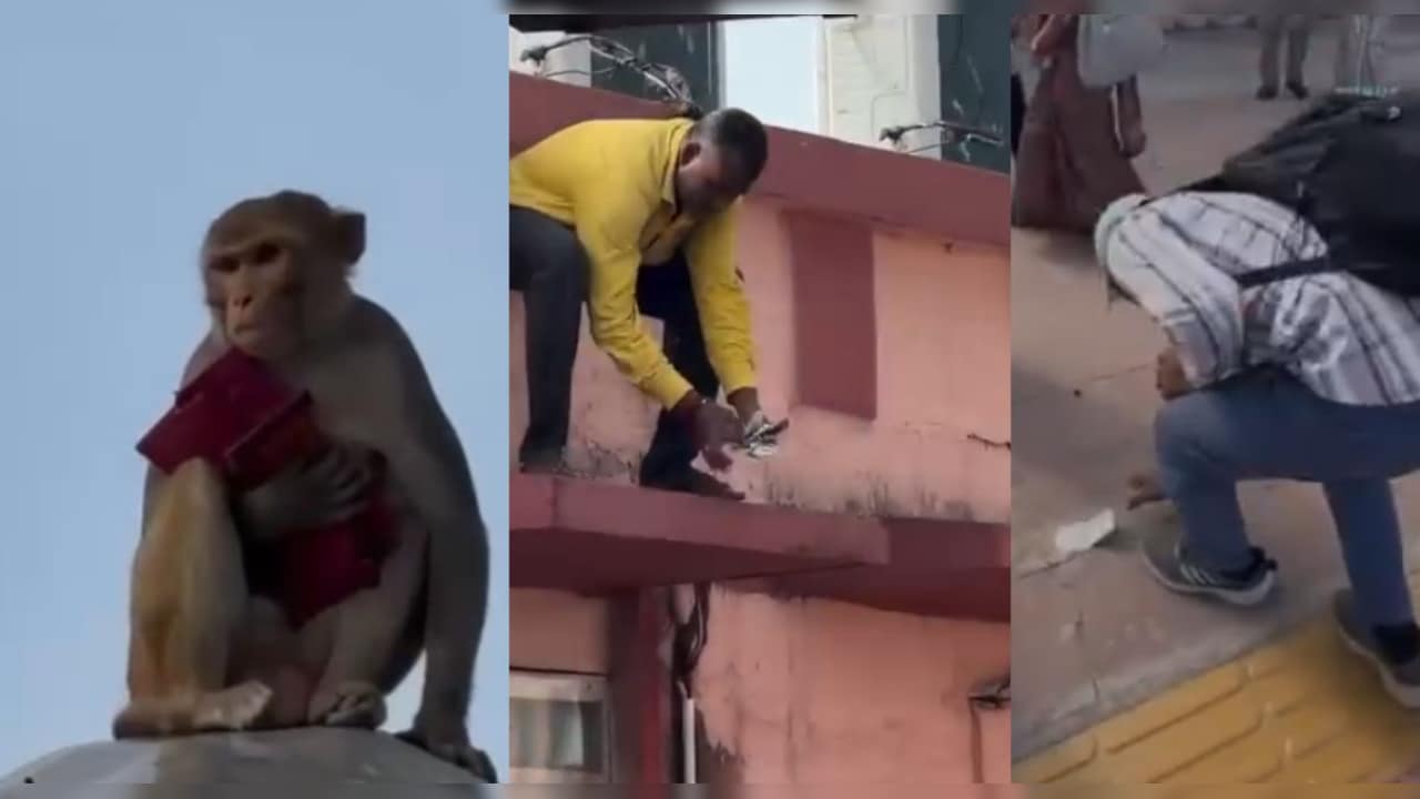 जब रेलवे स्‍टेशन पर बंदर ने हवा में उड़ा द‍िए 40000 रुपये, बीनने में जुट गए पैसेंजर्स और रेलवे कर्मचारी  