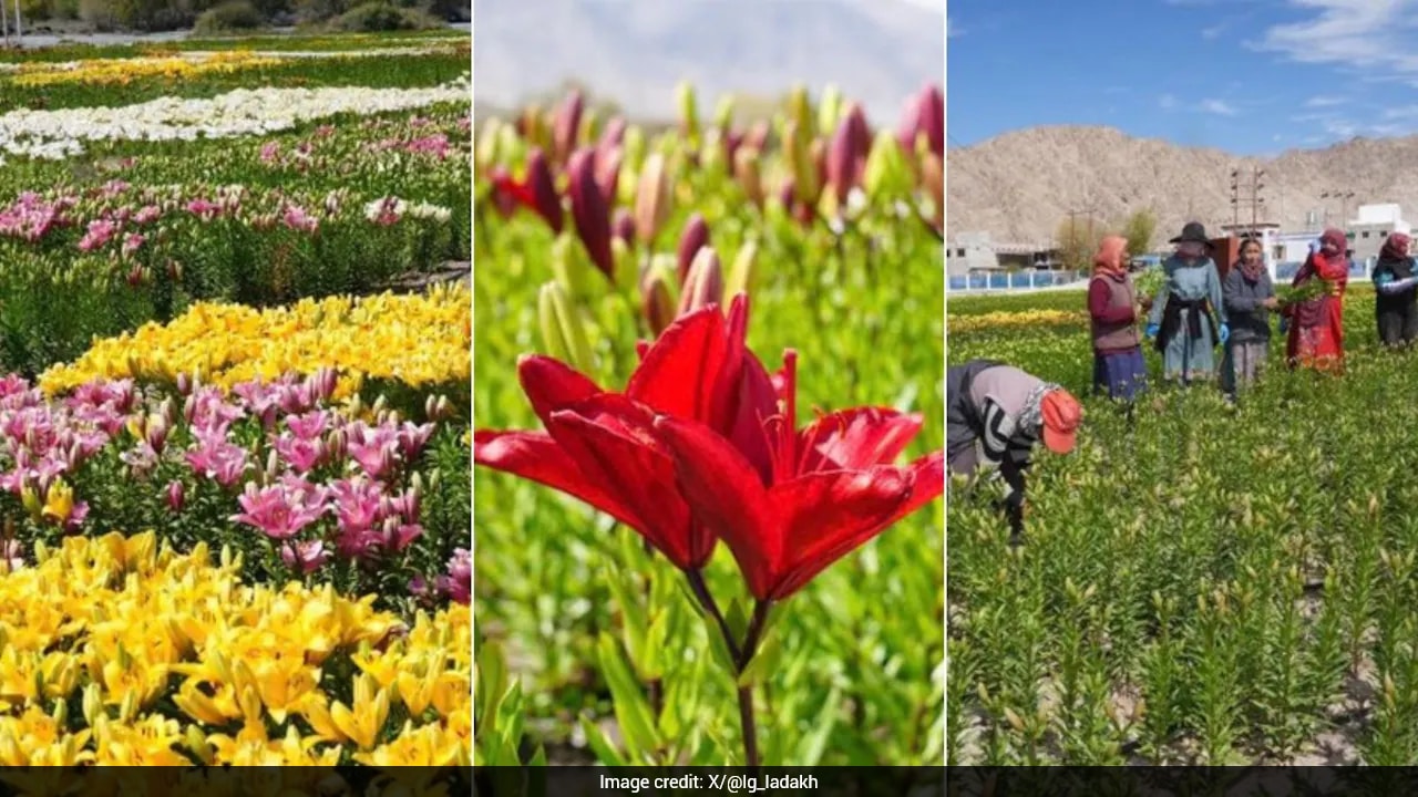How Local Women Are Turning Ladakh's High-Altitude Lily Fields Into A Blooming Business