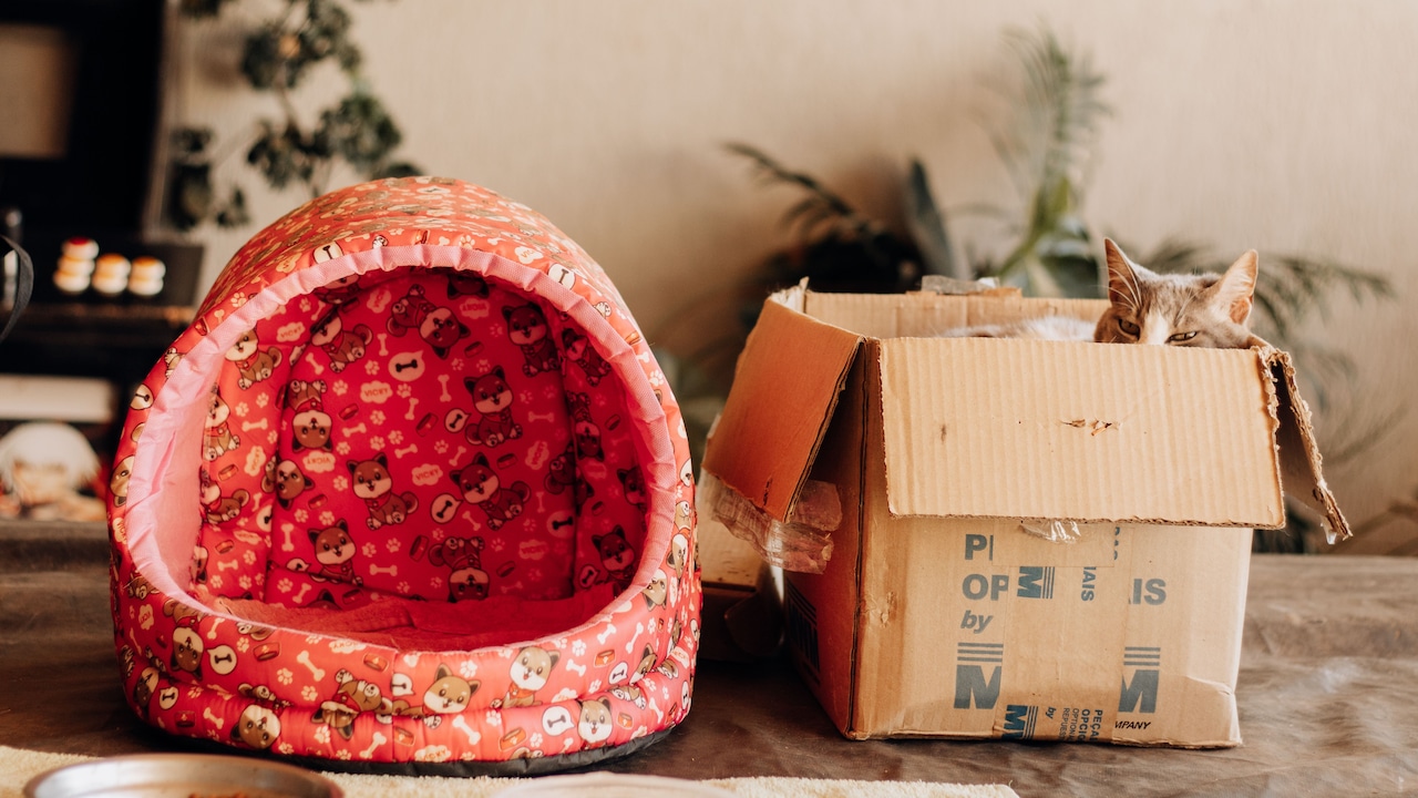 Why Pet Beds Flatten In The Middle: 10 Causes And Easy Fixes
