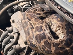 Caught On Camera: Python Found Inside Car Bonnet In Mumbai's Dahisar, Residents Panic