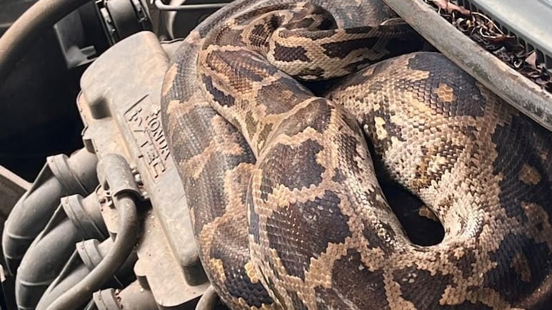 Caught On Camera: Python Found Inside Car Bonnet In Mumbai's Dahisar, Residents Panic