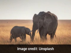Wild Elephants Self-Medicate And Mix Medicinal 