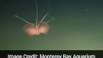 Scientists Spot Rare Bigfin Squid More Than 10,000 Feet Underwater
