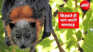 पेड़ से चमगादड़ कैसे भगाएं? घर से चमगादड़ कैसे निकालें, यह है वह रामबाण नुस्&zwj;खा