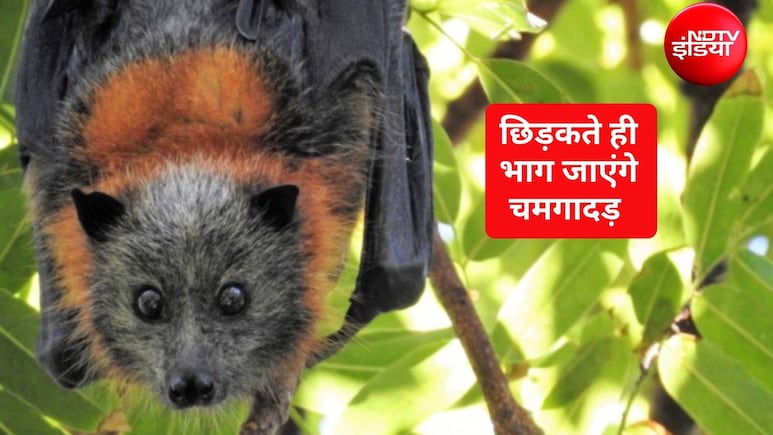 पेड़ से चमगादड़ कैसे भगाएं? घर से चमगादड़ कैसे निकालें, यह है वह रामबाण नुस्&zwj;खा