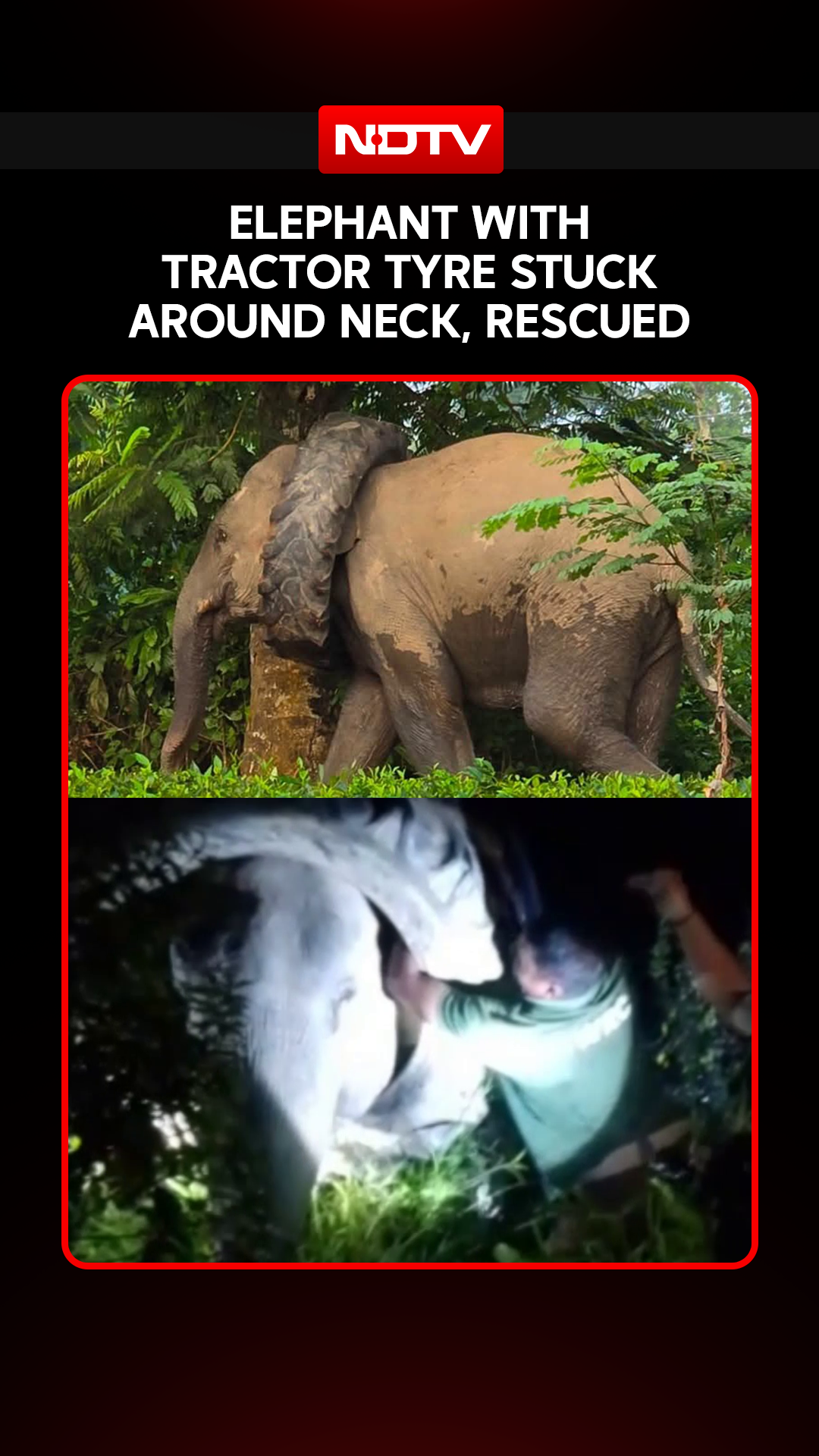 Wild Elephant Spotted With Tractor Tyre Around Neck, Rescued