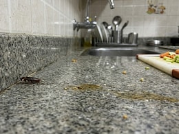 Skip Chemical Sprays, Get Rid Of Cockroaches Naturally With Common Kitchen Ingredients