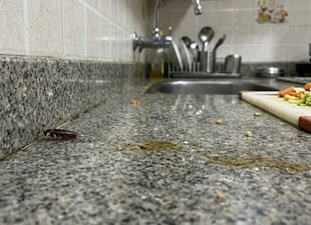 https://food.ndtv.com/food-drinks/skip-chemical-sprays-get-rid-of-cockroaches-naturally-with-common-kitchen-ingredients-12024630