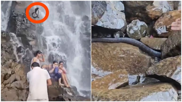 महाराष्ट्र में झरने के पास बच्चे को गोद में लेकर खड़े शख्स पर गिरा बड़ा सांप, टूरिस्ट ने शेयर किया वीडियो