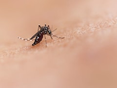 West Bengal Dengue Surge: Cases More Than Double In Just One Month