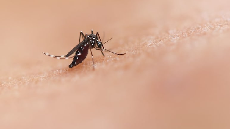West Bengal Dengue Surge: Cases More Than Double In Just One Month