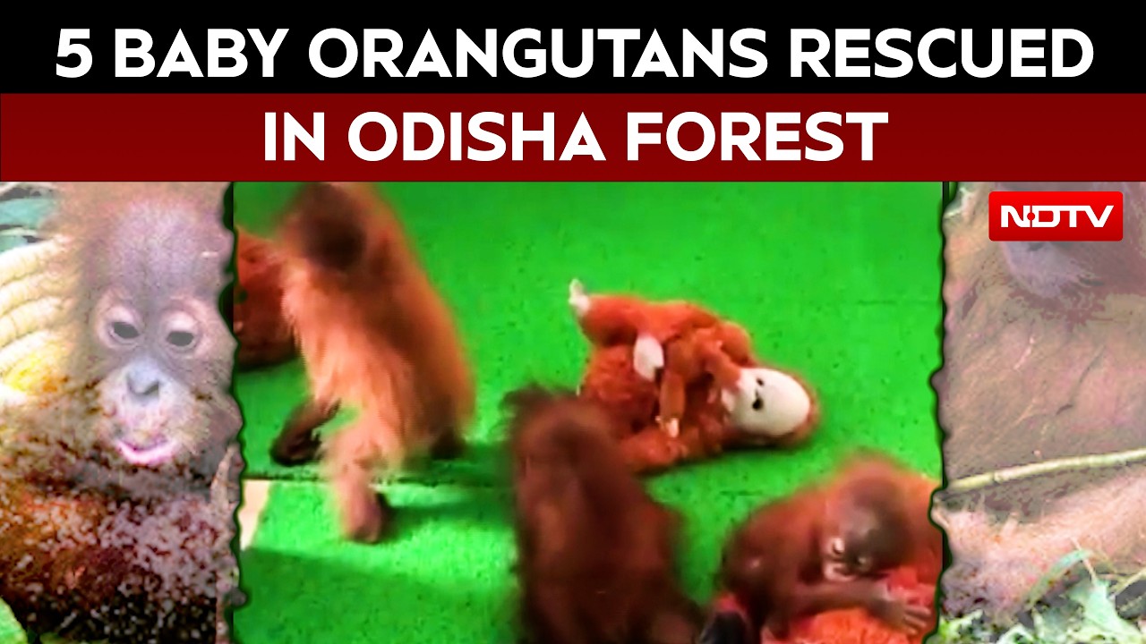 5 Baby Orangutans In Odisha: "Clearly A Delivery Gone Wrong"