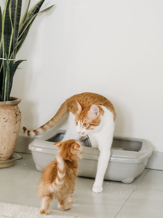 8 Essentials For A Better Litter Corner