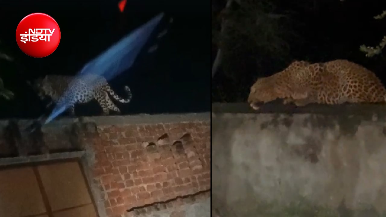 खोह नागोरियान में पैंथर की दस्तक से दहशत; वायरल VIDEO के बाद बढ़ी चिंता, ग्रामीणों ने उठाई ये मांग
