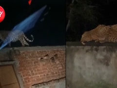 खोह नागोरियान में पैंथर की दस्तक से दहशत; वायरल VIDEO के बाद बढ़ी चिंता, ग्रामीणों ने उठाई ये मांग
